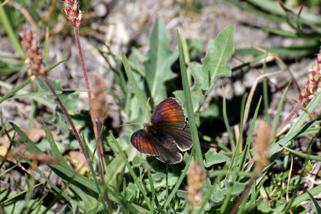 Erebia pandrose?